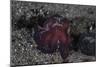 A Coconut Octopus Crawls across the Sandy Seafloor-Stocktrek Images-Mounted Photographic Print