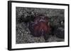 A Coconut Octopus Crawls across the Sandy Seafloor-Stocktrek Images-Framed Photographic Print