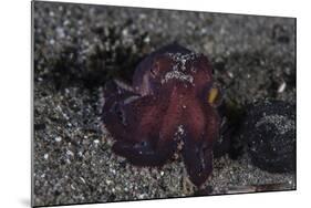 A Coconut Octopus Crawls across the Sandy Seafloor-Stocktrek Images-Mounted Photographic Print