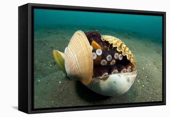 A Coconut Octopus, Lembeh Strait, Sulawesi, Indonesia-null-Framed Stretched Canvas
