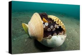 A Coconut Octopus, Lembeh Strait, Sulawesi, Indonesia-null-Stretched Canvas