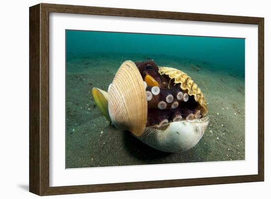 A Coconut Octopus, Lembeh Strait, Sulawesi, Indonesia-null-Framed Photographic Print