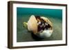 A Coconut Octopus, Lembeh Strait, Sulawesi, Indonesia-null-Framed Photographic Print