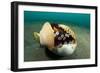 A Coconut Octopus, Lembeh Strait, Sulawesi, Indonesia-null-Framed Photographic Print