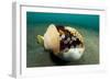 A Coconut Octopus, Lembeh Strait, Sulawesi, Indonesia-null-Framed Photographic Print