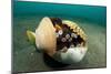 A Coconut Octopus, Lembeh Strait, Sulawesi, Indonesia-null-Mounted Photographic Print