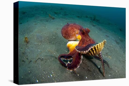 A Coconut Octopus, Lembeh Strait, Sulawesi, Indonesia-null-Stretched Canvas