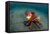 A Coconut Octopus, Lembeh Strait, Sulawesi, Indonesia-null-Framed Stretched Canvas