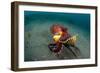 A Coconut Octopus, Lembeh Strait, Sulawesi, Indonesia-null-Framed Premium Photographic Print