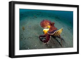 A Coconut Octopus, Lembeh Strait, Sulawesi, Indonesia-null-Framed Premium Photographic Print