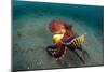 A Coconut Octopus, Lembeh Strait, Sulawesi, Indonesia-null-Mounted Premium Photographic Print