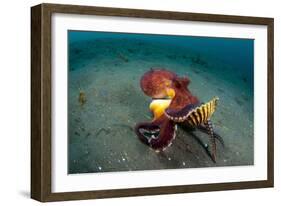 A Coconut Octopus, Lembeh Strait, Sulawesi, Indonesia-null-Framed Photographic Print