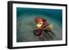 A Coconut Octopus, Lembeh Strait, Sulawesi, Indonesia-null-Framed Photographic Print