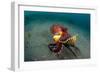 A Coconut Octopus, Lembeh Strait, Sulawesi, Indonesia-null-Framed Photographic Print