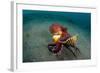 A Coconut Octopus, Lembeh Strait, Sulawesi, Indonesia-null-Framed Photographic Print