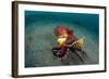 A Coconut Octopus, Lembeh Strait, Sulawesi, Indonesia-null-Framed Photographic Print