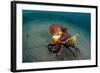 A Coconut Octopus, Lembeh Strait, Sulawesi, Indonesia-null-Framed Photographic Print