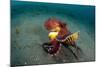 A Coconut Octopus, Lembeh Strait, Sulawesi, Indonesia-null-Mounted Photographic Print