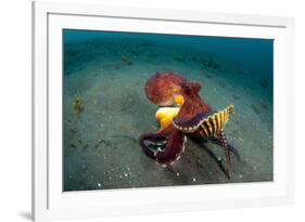 A Coconut Octopus, Lembeh Strait, Sulawesi, Indonesia-null-Framed Photographic Print