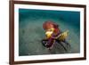 A Coconut Octopus, Lembeh Strait, Sulawesi, Indonesia-null-Framed Photographic Print