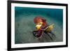 A Coconut Octopus, Lembeh Strait, Sulawesi, Indonesia-null-Framed Photographic Print