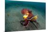 A Coconut Octopus, Lembeh Strait, Sulawesi, Indonesia-null-Mounted Photographic Print