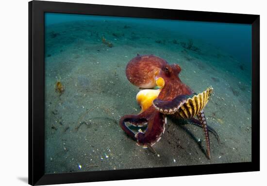 A Coconut Octopus, Lembeh Strait, Sulawesi, Indonesia-null-Framed Photographic Print