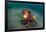 A Coconut Octopus, Lembeh Strait, Sulawesi, Indonesia-null-Framed Photographic Print