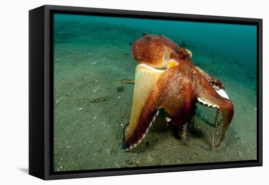 A Coconut Octopus, Lembeh Strait, Sulawesi, Indonesia-null-Framed Stretched Canvas