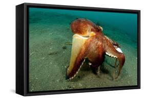 A Coconut Octopus, Lembeh Strait, Sulawesi, Indonesia-null-Framed Stretched Canvas