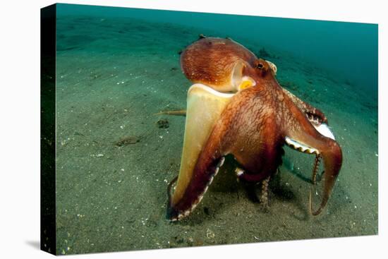 A Coconut Octopus, Lembeh Strait, Sulawesi, Indonesia-null-Stretched Canvas