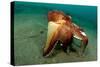 A Coconut Octopus, Lembeh Strait, Sulawesi, Indonesia-null-Stretched Canvas