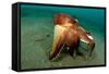 A Coconut Octopus, Lembeh Strait, Sulawesi, Indonesia-null-Framed Stretched Canvas