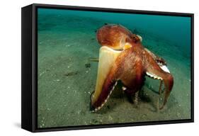 A Coconut Octopus, Lembeh Strait, Sulawesi, Indonesia-null-Framed Stretched Canvas