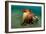 A Coconut Octopus, Lembeh Strait, Sulawesi, Indonesia-null-Framed Photographic Print