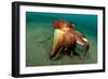 A Coconut Octopus, Lembeh Strait, Sulawesi, Indonesia-null-Framed Photographic Print