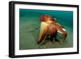 A Coconut Octopus, Lembeh Strait, Sulawesi, Indonesia-null-Framed Photographic Print