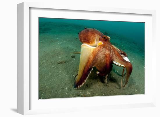 A Coconut Octopus, Lembeh Strait, Sulawesi, Indonesia-null-Framed Photographic Print