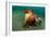 A Coconut Octopus, Lembeh Strait, Sulawesi, Indonesia-null-Framed Photographic Print