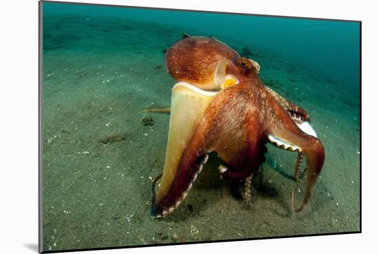 A Coconut Octopus, Lembeh Strait, Sulawesi, Indonesia-null-Mounted Photographic Print