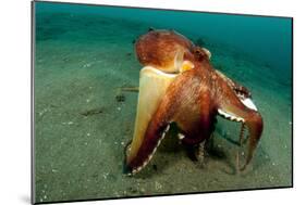 A Coconut Octopus, Lembeh Strait, Sulawesi, Indonesia-null-Mounted Photographic Print