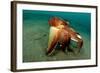 A Coconut Octopus, Lembeh Strait, Sulawesi, Indonesia-null-Framed Photographic Print