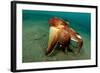 A Coconut Octopus, Lembeh Strait, Sulawesi, Indonesia-null-Framed Photographic Print