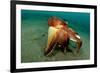 A Coconut Octopus, Lembeh Strait, Sulawesi, Indonesia-null-Framed Photographic Print