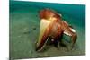 A Coconut Octopus, Lembeh Strait, Sulawesi, Indonesia-null-Mounted Photographic Print