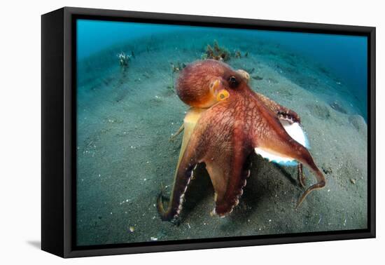 A Coconut Octopus, Lembeh Strait, Sulawesi, Indonesia-null-Framed Stretched Canvas