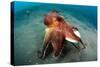 A Coconut Octopus, Lembeh Strait, Sulawesi, Indonesia-null-Stretched Canvas