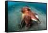 A Coconut Octopus, Lembeh Strait, Sulawesi, Indonesia-null-Framed Stretched Canvas