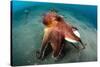 A Coconut Octopus, Lembeh Strait, Sulawesi, Indonesia-null-Stretched Canvas