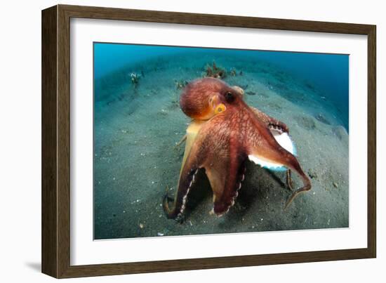 A Coconut Octopus, Lembeh Strait, Sulawesi, Indonesia-null-Framed Photographic Print